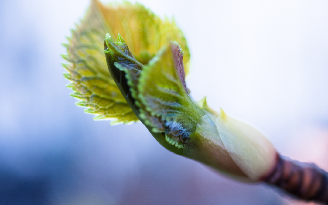 A l’approche du Printemps, je prends Soin de mon Foie !