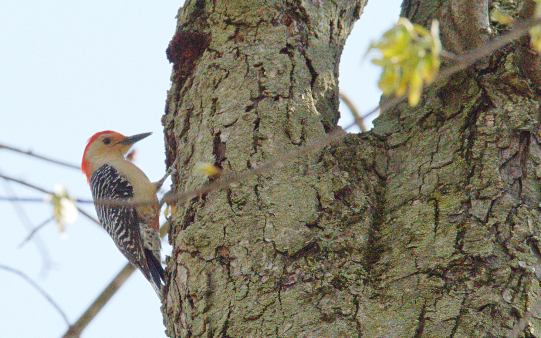 L&rsquo;Elément BOIS expliqué