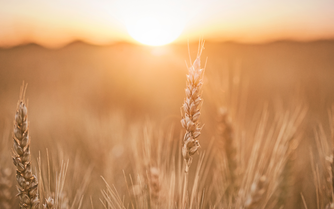 L’Elément FEU expliqué