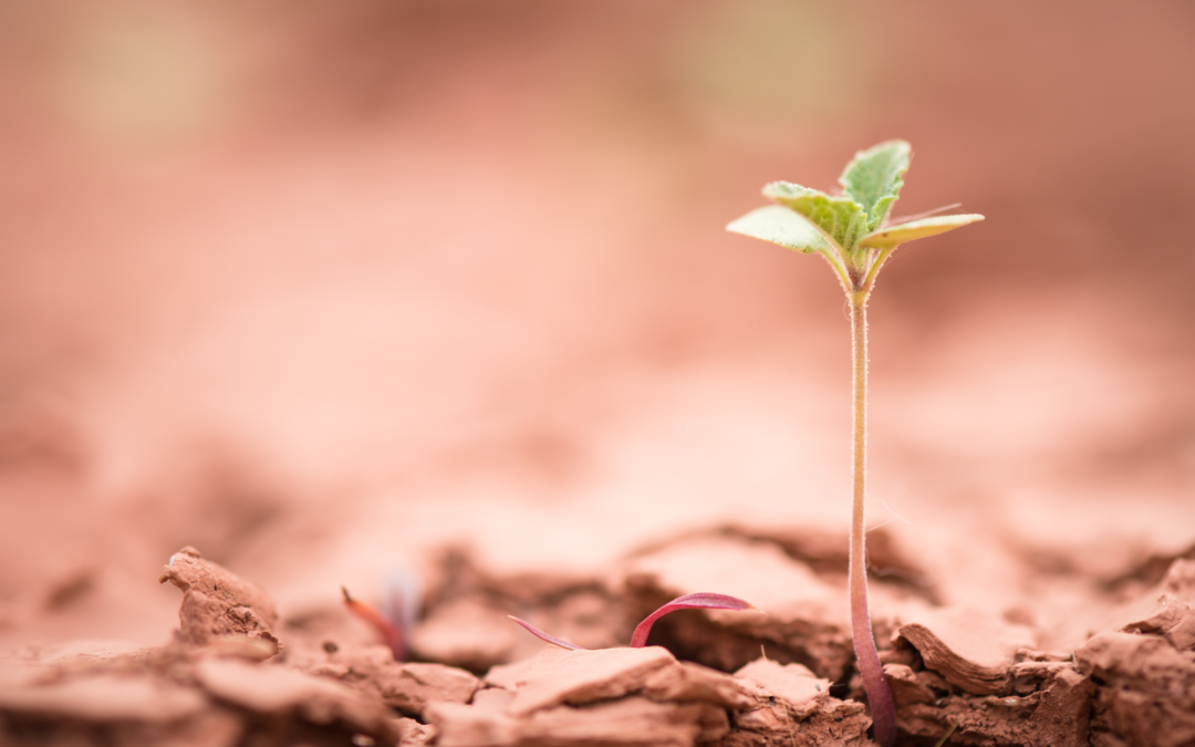 Prendre soin de son élément TERRE