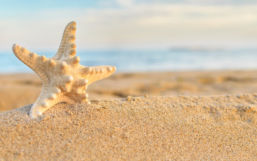 L&rsquo;Etoile de Mer, relaxation Métal