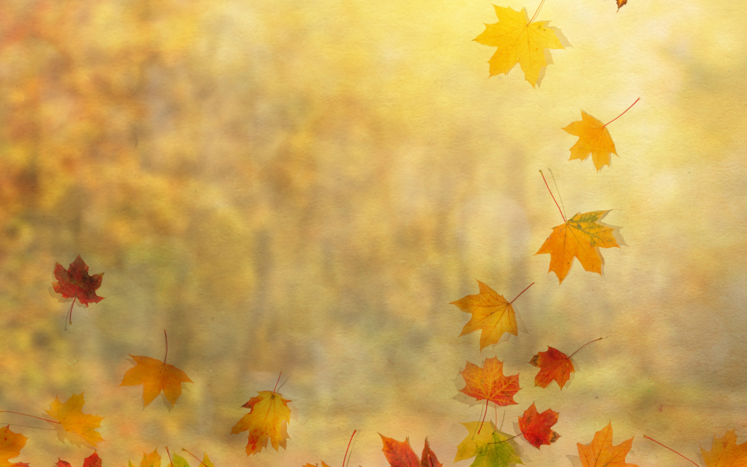 Prendre soin de son élément METAL en Automne